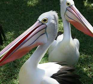 Pelikany