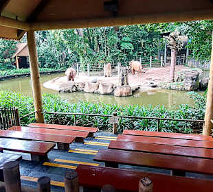 Singapur Zoo