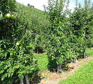 Obstpantagen am Wanderweg