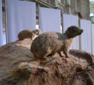 Zoologisches Forschungsmuseum Alexander Koenig