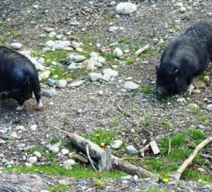 Klein, aber Schwein ;-)
