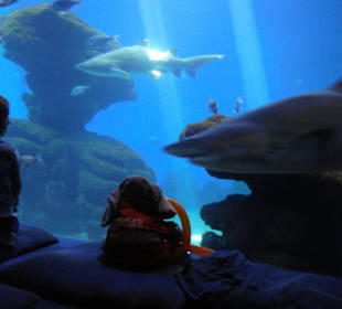 Henry liebt die Unterwasserwelt