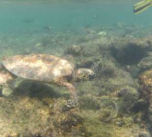 Eine von vielen Schildkröten