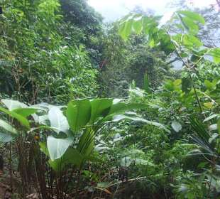 Pura Vida Nationalpark