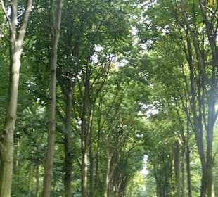 Großzügige Parkanlage