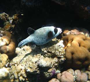 Kugelfisch