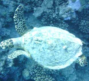 Direkt am Hausriff Meeresschildkröte