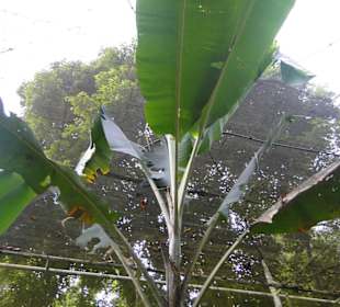 Poring Hot Springs - Schmetterlingsgarten