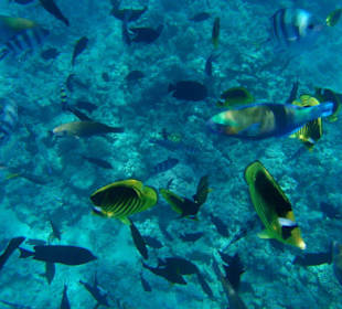 Die bunte Welt des roten Meeres 