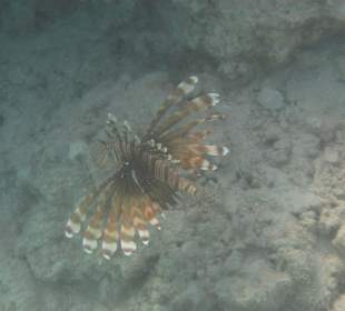 Rotfeuerfisch beim Hausriff