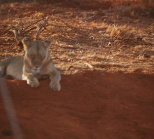 Ein kleiner Löwe ruht sich aus