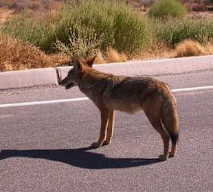 Joshua Tree Nationalpark