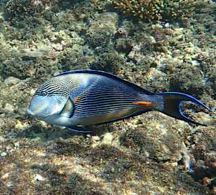 Unterwasserwelt Musandam