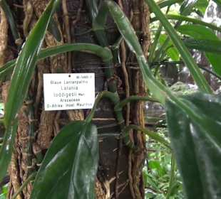 Tropicarium - Feuchte Tropen