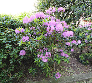 Rhodopdendron