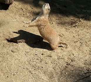 Ein Präriehund, der quitschenden hoch springt