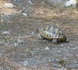 Schildkröte