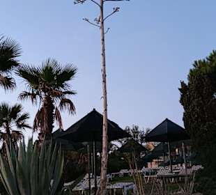 Praia de Nossa Senhora da Rocha