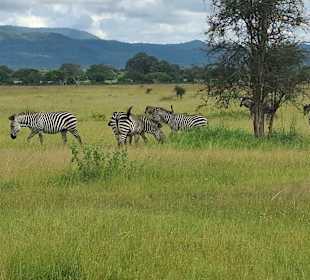 Zebras