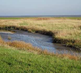 Piellandschaft im Langwarder Groden