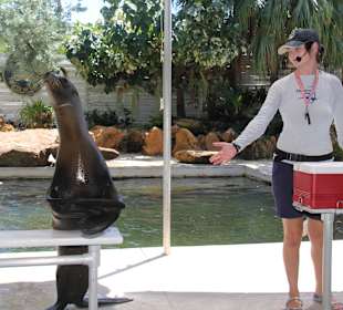 Sea Lion Show