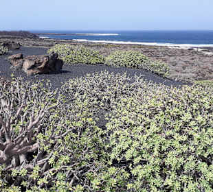 Inselrundfahrt AIDA Tagestour