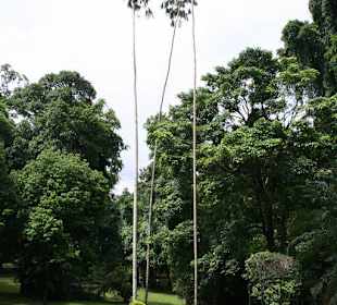 Botanischer Garten Kandy