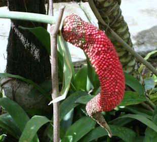 Nur schöne Pflanzen