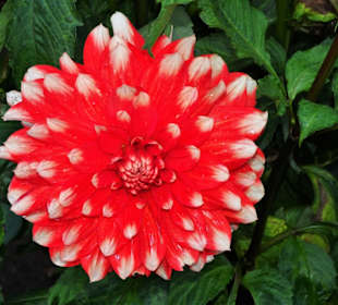 Impressionen aus dem Dahliengarten Hamburg