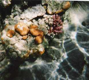 Schnorcheln in Sharm el Naga