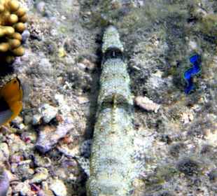 Fisch