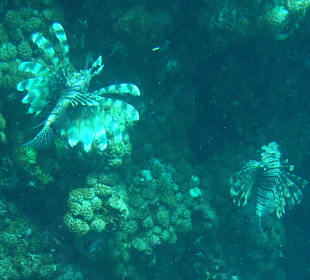 Chloe's Diving Center