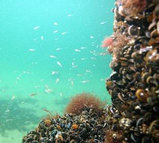 Bild vom Card Partner