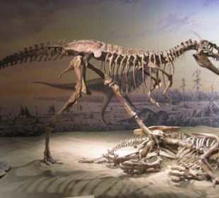 Albertosaurus (Gorgosaurus)