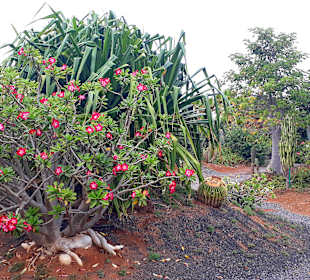 Botanischer Garten Viveiro