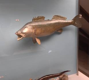 Natur- und Jagdmuseum