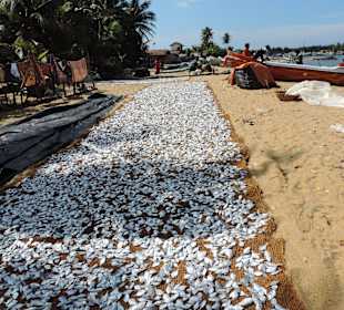 Fisch soweit das Auge reicht