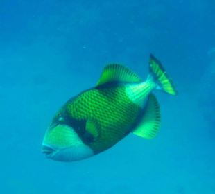 Schnorcheln Marsa Alam