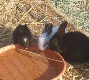 Kleine Kaninchen