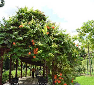 Hibiscus Garten