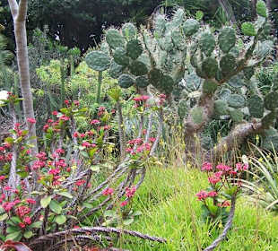Jardin Botanico in Puerto de la Cruz, Teneriffa