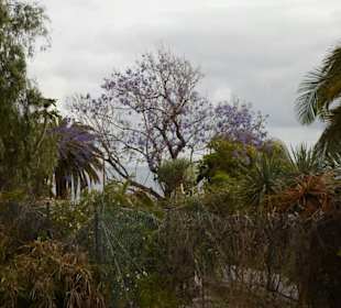 Im Jardín de aclimatación de La Orotava