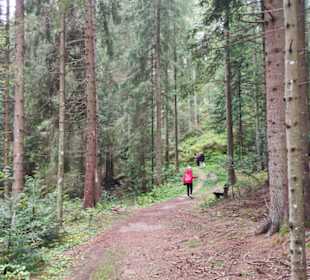 Ein schöner Waldweg