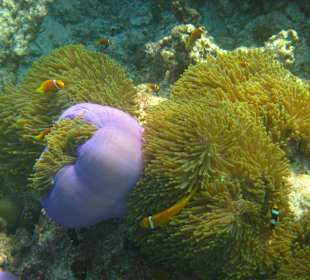 Clowfische mit Anenome