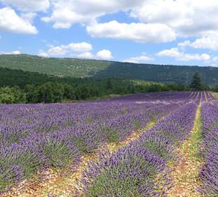 Lavender field in mid July2014, Sault