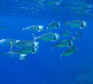 Hausriff Hotel Tulip Resort