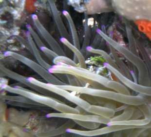 Anemone beim Schnorcheln