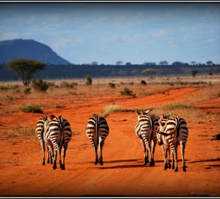 Tsavo - czarno-biało