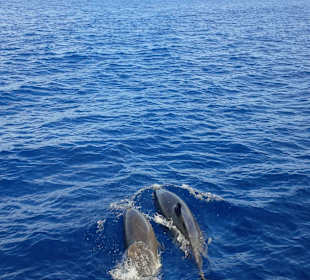 Delfine bei der Katamaranfahrt - unvergesslich!
