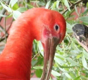 im Zoo